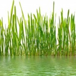 9045971-un-primo-piano-macro-di-erba-di-grano-cresce-dalle-radici-nel-terreno-di-sporcizia-e-terreno-isolato