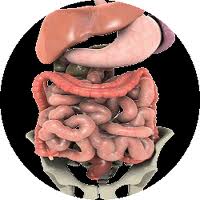 INTESTINO